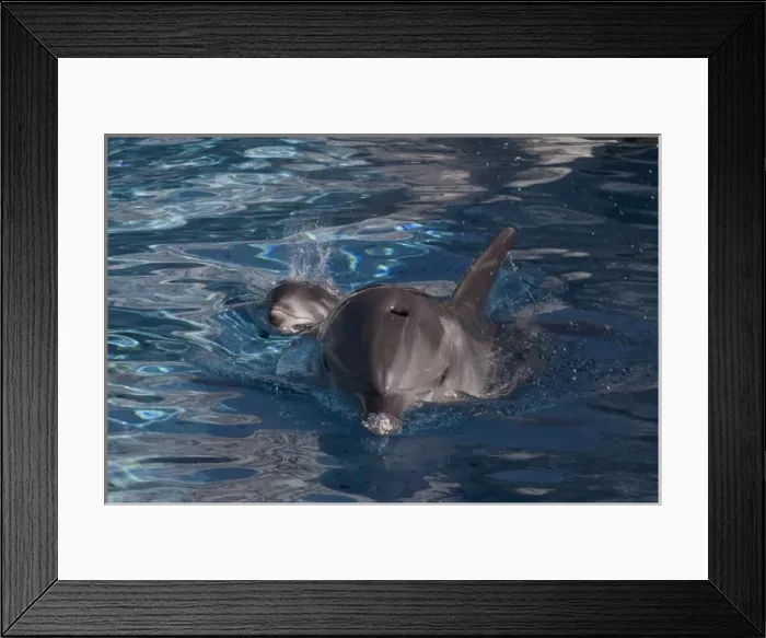Framed Print : Bottlenose Dolphin - recently born calf swims with Framed Print : Bottlenose Dolphin - recently born calf swims with