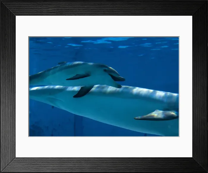 Framed Print : Bottlenose Dolphin - recently born calf swims with mother Framed Print : Bottlenose Dolphin - recently born calf swims with mother