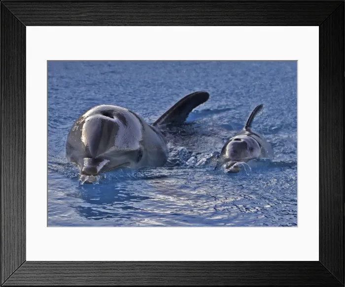 Framed Print : Bottlenose Dolphin - mother and newborn baby / Framed Print : Bottlenose Dolphin - mother and newborn baby /