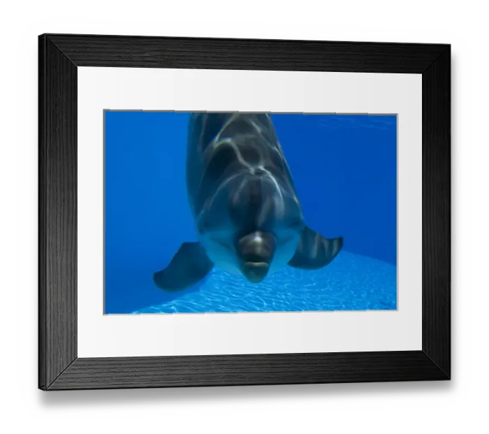 Framed Print : Bottlenose Dolphin Framed Print : Bottlenose Dolphin