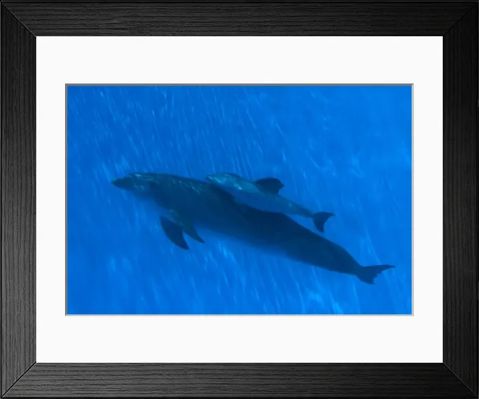Framed Print : Bottlenose Dolphin - mother and newborn baby / Framed Print : Bottlenose Dolphin - mother and newborn baby /