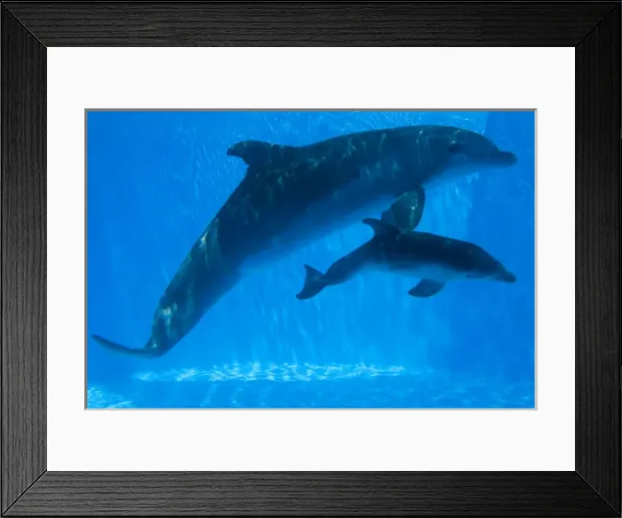 Framed Print : Bottlenose Dolphin - mother and newborn baby / Framed Print : Bottlenose Dolphin - mother and newborn baby /
