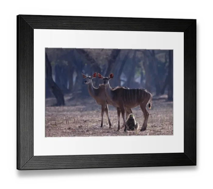 Framed Print : Greater Kudu Framed Print : Greater Kudu