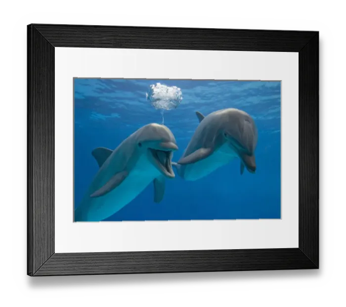 Framed Print : Bottlenose Dolphin - two swimming underwater Framed Print : Bottlenose Dolphin - two swimming underwater