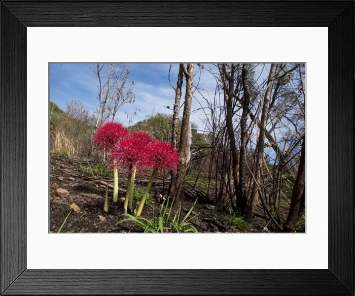 Framed Print : Red Lily Bulb Framed Print : Red Lily Bulb
