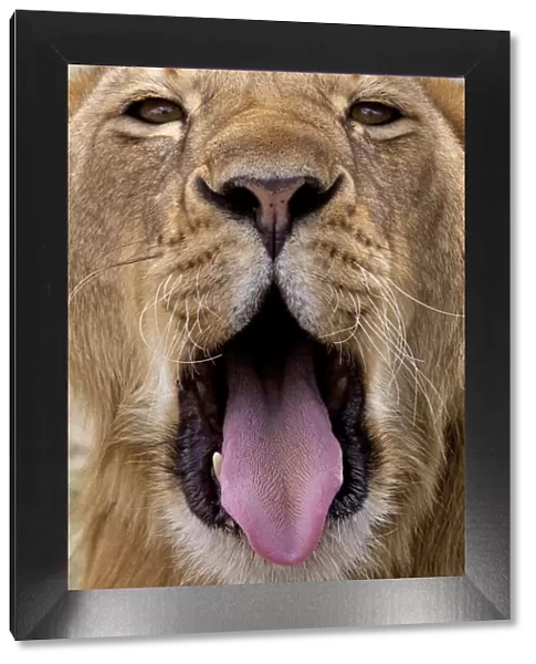 African Lion - lioness with mouth open