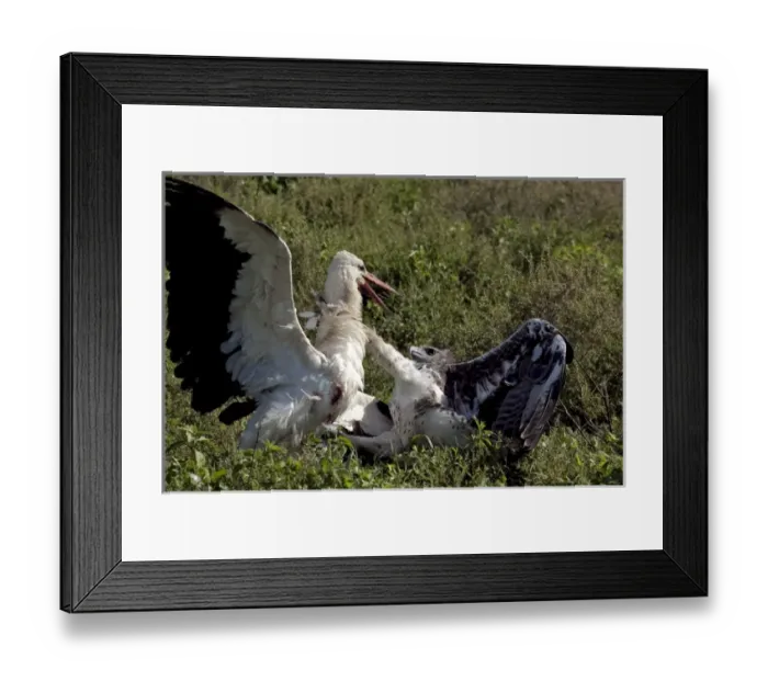 Framed Print : Martial Eagle - attacking White Stork - the fight Framed Print : Martial Eagle - attacking White Stork - the fight