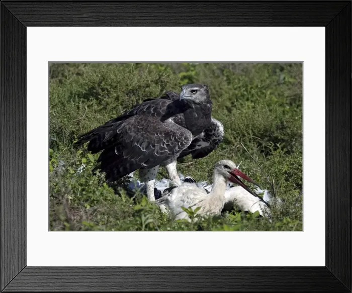 Framed Print : Martial Eagle - attacking White Stork - the fight Framed Print : Martial Eagle - attacking White Stork - the fight