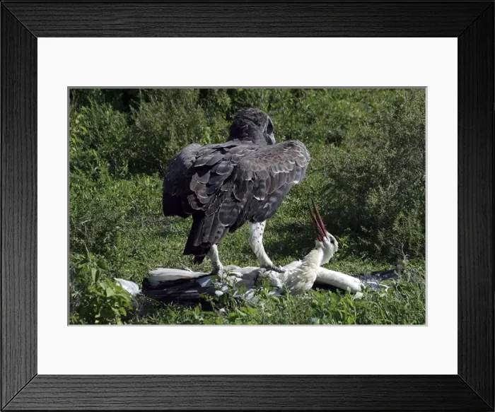 Framed Print : Martial Eagle - attacking White Stork - the fight Framed Print : Martial Eagle - attacking White Stork - the fight