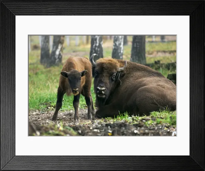 Framed Print : European Bisons - young calf and a huge male