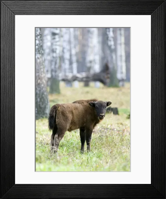 Framed Print : European Bison - young calf - a member of a larger Framed Print : European Bison - young calf - a member of a larger
