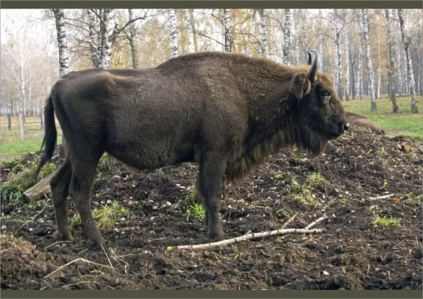 European Bison - rests after feeding - part of