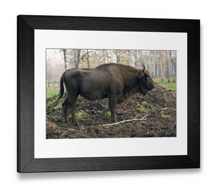 Framed Print : European Bison - rests after feeding - part of Framed Print : European Bison - rests after feeding - part of