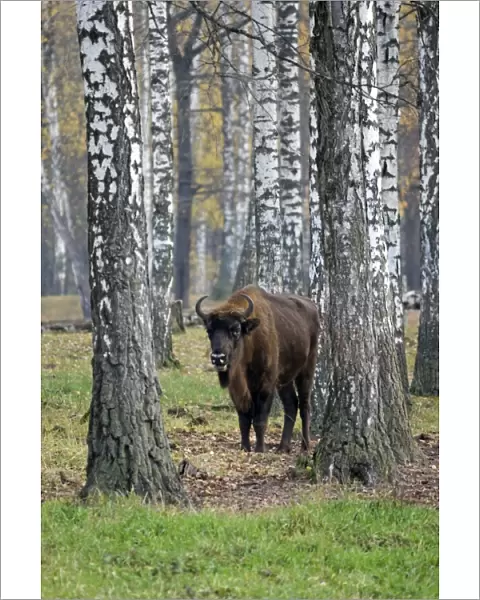 European Bison - adult female - in birch forest