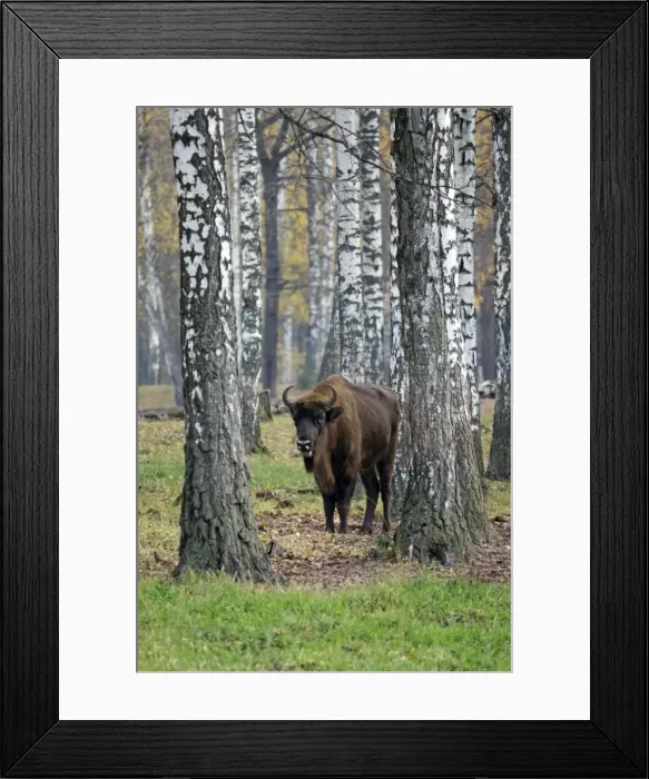 Framed Print : European Bison - adult female - in birch forest Framed Print : European Bison - adult female - in birch forest