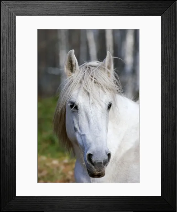 Framed Print : Working Horse Framed Print : Working Horse