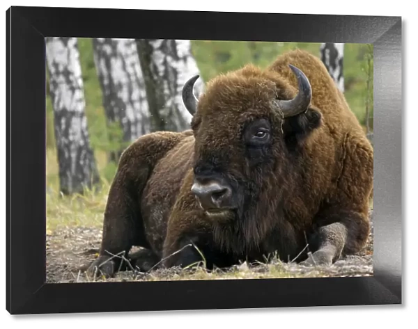 European Bison - a huge adult male bull - part
