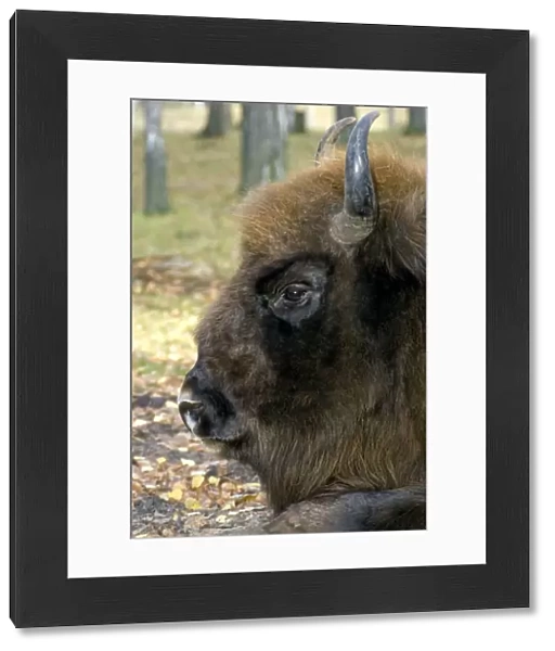 European Bison - adult male bull lying down - mixed forest
