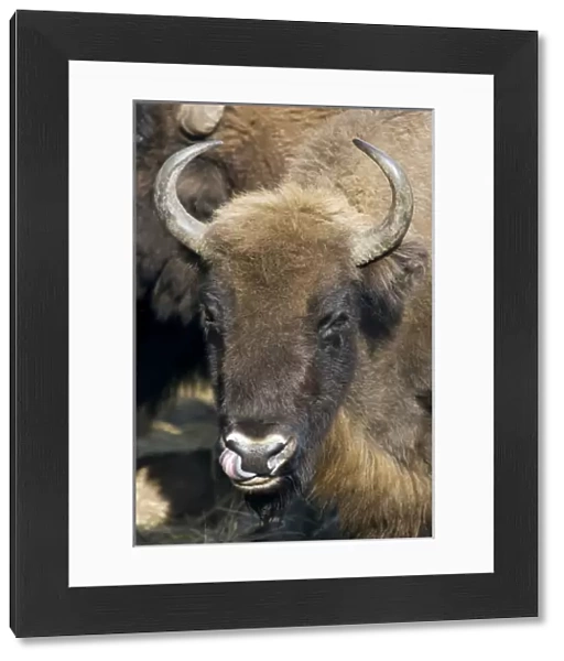 European Bison - adult female - cleaning its nostrils