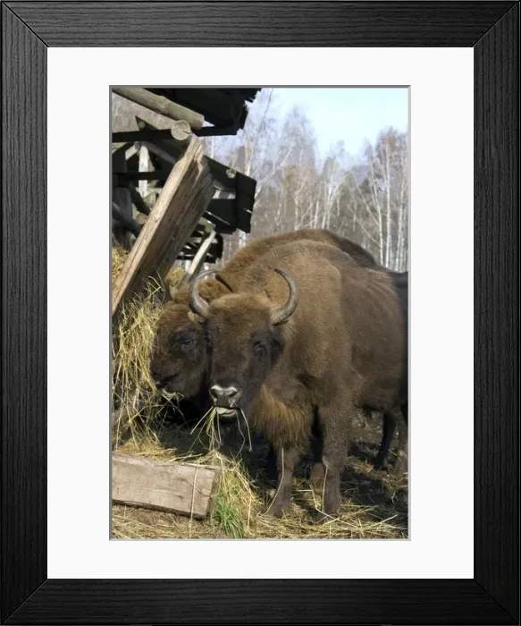 Framed Print : European Bison - pair of adults - supplementary Framed Print : European Bison - pair of adults - supplementary