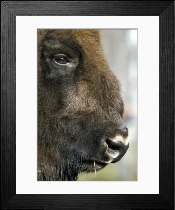 Framed Print : European Bison - adult male bull - ruminates after Framed Print : European Bison - adult male bull - ruminates after