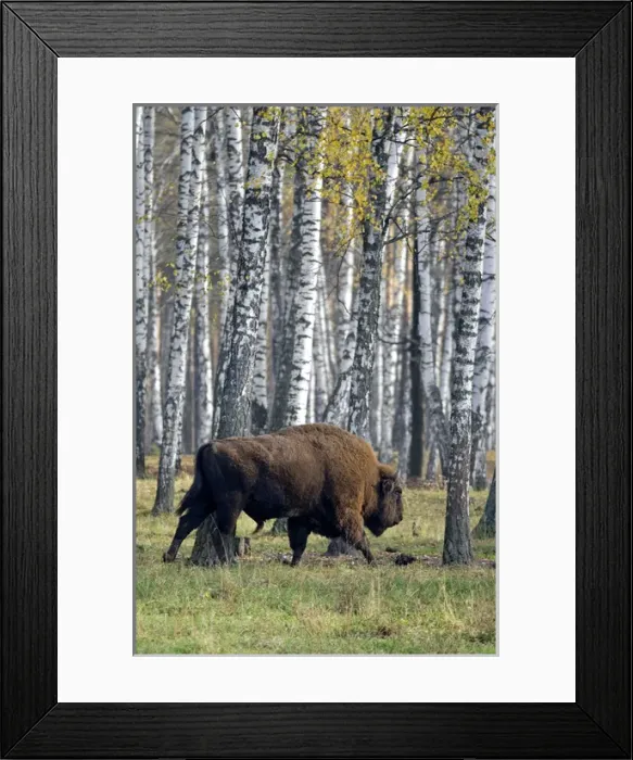Framed Print : European Bison - adult male - birch forest Framed Print : European Bison - adult male - birch forest