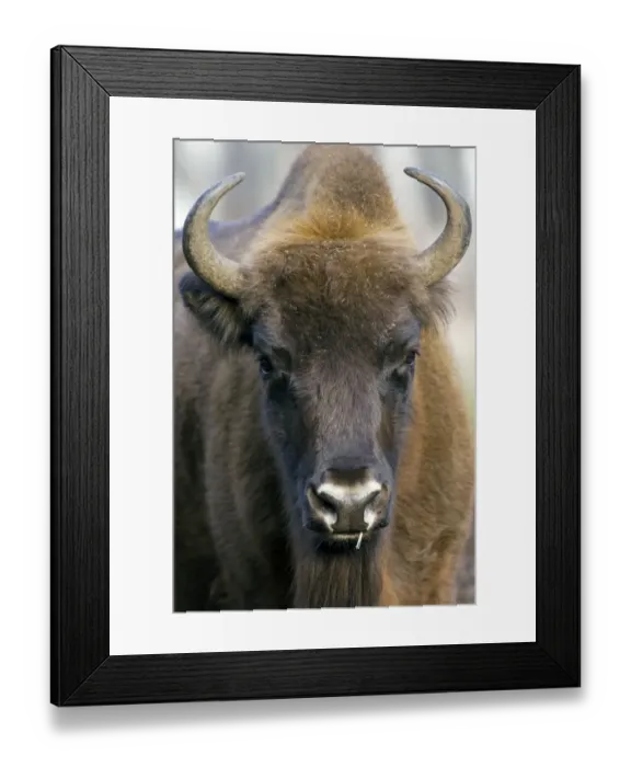 Framed Print : European Bison - adult female - ruminates after Framed Print : European Bison - adult female - ruminates after