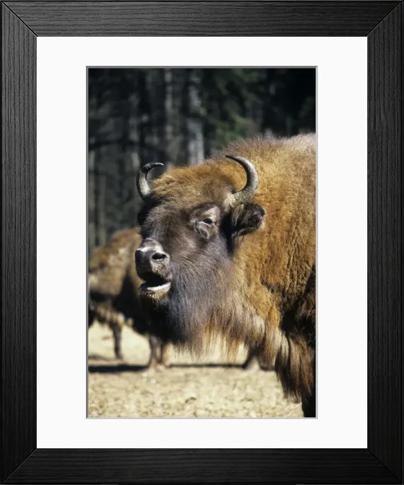 Framed Print : European Bison - adult female grazes with others in a herd Framed Print : European Bison - adult female grazes with others in a herd