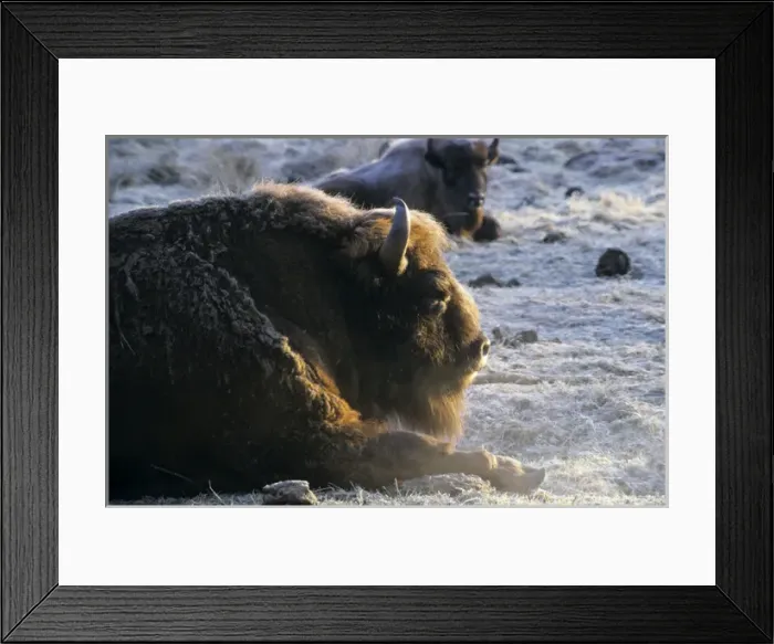 Framed Print : European Bison - adult male - snoozes in frosty Framed Print : European Bison - adult male - snoozes in frosty