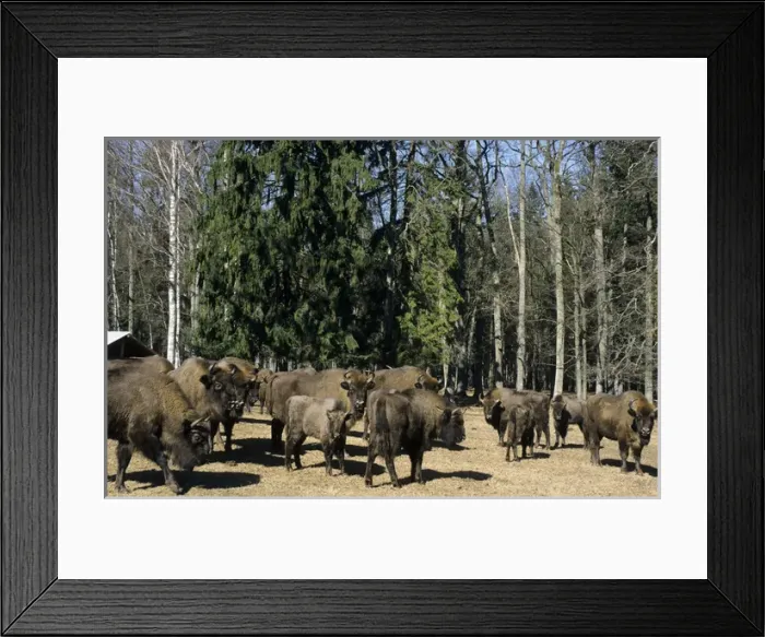 Framed Print : European Bisons - graze and being feed with turnips Framed Print : European Bisons - graze and being feed with turnips