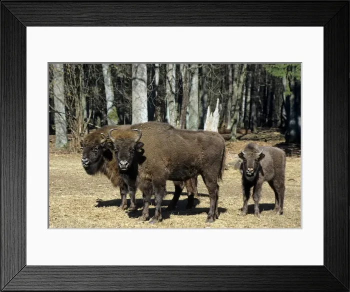 Framed Print : European Bison - adults and juvenile Framed Print : European Bison - adults and juvenile