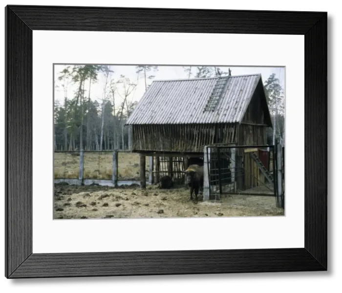 Framed Print : European Bison - a shelter and feeding place inside a corral Framed Print : European Bison - a shelter and feeding place inside a corral
