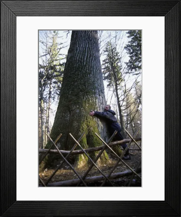 Framed Print : English / Pedunculate Oak Tree - with man standing Framed Print : English / Pedunculate Oak Tree - with man standing