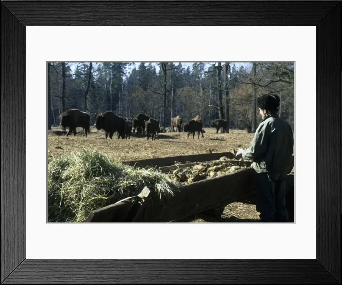 Framed Print : European Bisons Framed Print : European Bisons