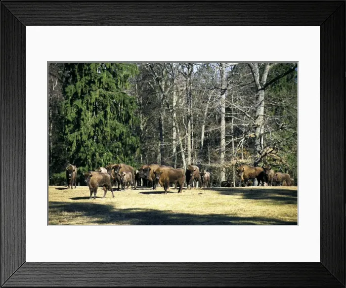 Framed Print : European Bisons - large herd in a clearing in a Framed Print : European Bisons - large herd in a clearing in a