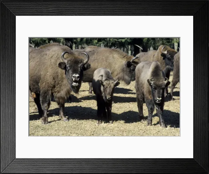 Framed Print : European Bison - adults and juveniles Framed Print : European Bison - adults and juveniles
