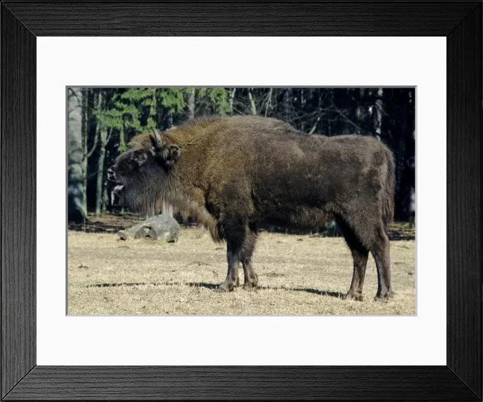 Framed Print : European Bison - grazes in a clearing Framed Print : European Bison - grazes in a clearing