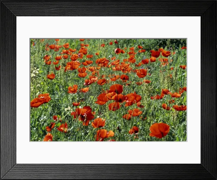 Framed Print : Wild Poppies - Kopetdag mountain range - spring Framed Print : Wild Poppies - Kopetdag mountain range - spring