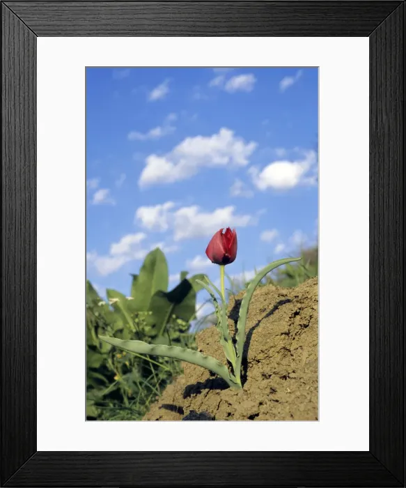 Framed Print : Wild Tulip Framed Print : Wild Tulip