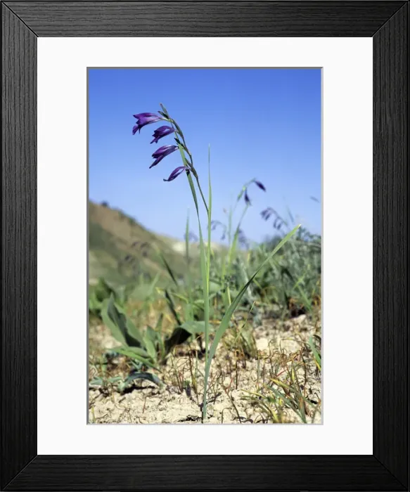 Framed Print : Wild Gladiolus flowers Framed Print : Wild Gladiolus flowers