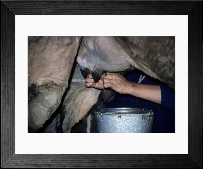 Framed Print : Dromedary a One-humped Camel - being milked Framed Print : Dromedary a One-humped Camel - being milked