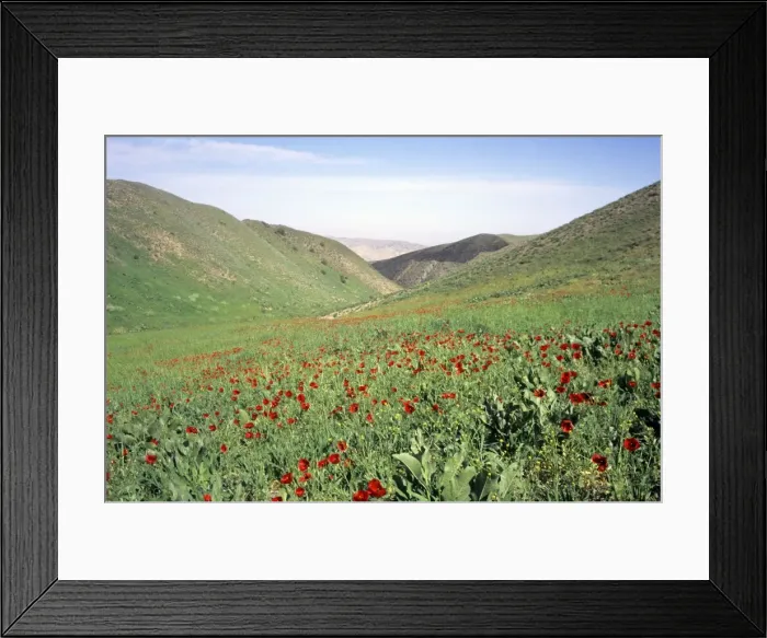 Framed Print : Wild Poppies flowering Framed Print : Wild Poppies flowering