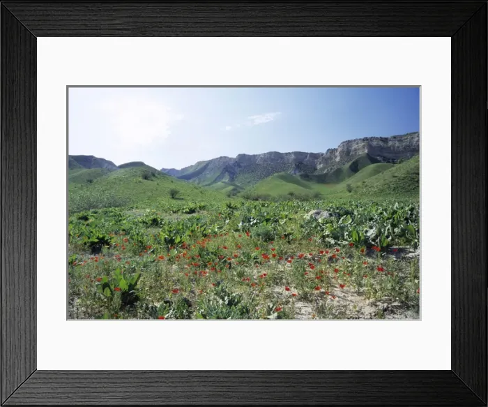Framed Print : Wild Poppies - flowering in spring - on mountain slopes Framed Print : Wild Poppies - flowering in spring - on mountain slopes