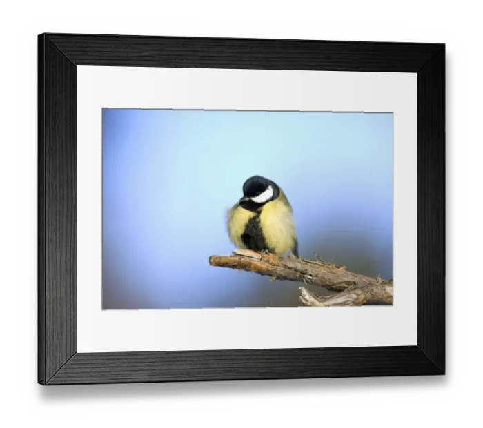 Framed Print : Great Tit - ruffles up its plumage in freezing Framed Print : Great Tit - ruffles up its plumage in freezing