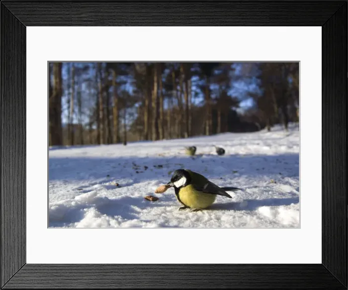 Framed Print : Great Tit - tries to keep warm at -35 degrees celcius Framed Print : Great Tit - tries to keep warm at -35 degrees celcius
