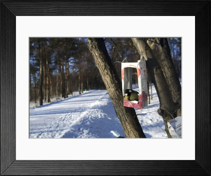 Framed Print : Great Tit - sits and waits for food in the improvised Framed Print : Great Tit - sits and waits for food in the improvised