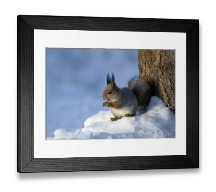 Framed Print : Red Squirrel - feeds actively on sunflower seeds Framed Print : Red Squirrel - feeds actively on sunflower seeds