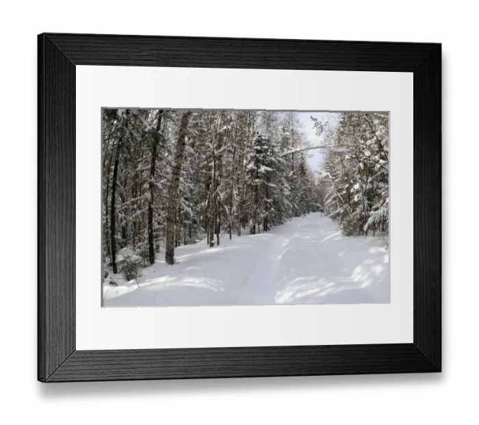 Framed Print : Boreal forest after a heavy snowfall Framed Print : Boreal forest after a heavy snowfall
