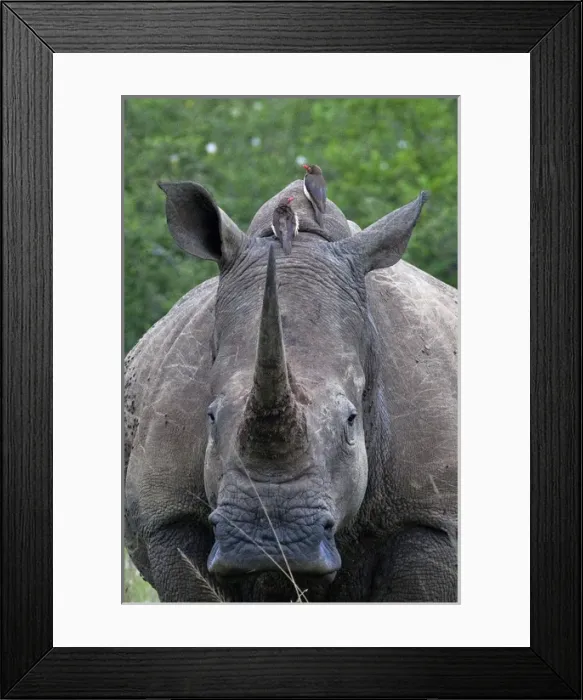 Framed Print : White Rhinoceros / Square-lipped Rhino - with Oxpeckers Framed Print : White Rhinoceros / Square-lipped Rhino - with Oxpeckers
