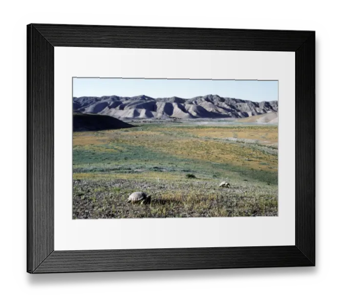 Framed Print : Steppe / Horsfields Tortoises graze Framed Print : Steppe / Horsfields Tortoises graze